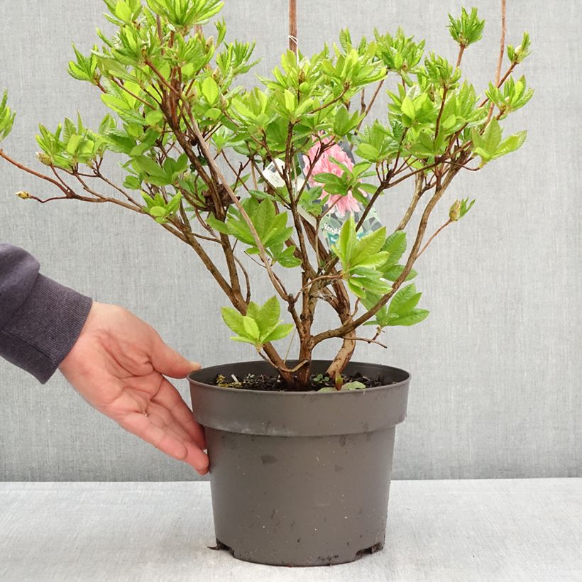 Chinese Azalea Rosata 4L/5L pot sample as delivered in spring