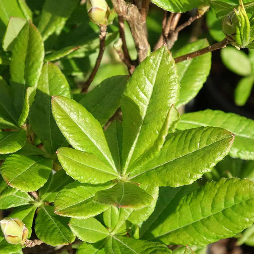 Chinese Azalea Rosata (Foliage)