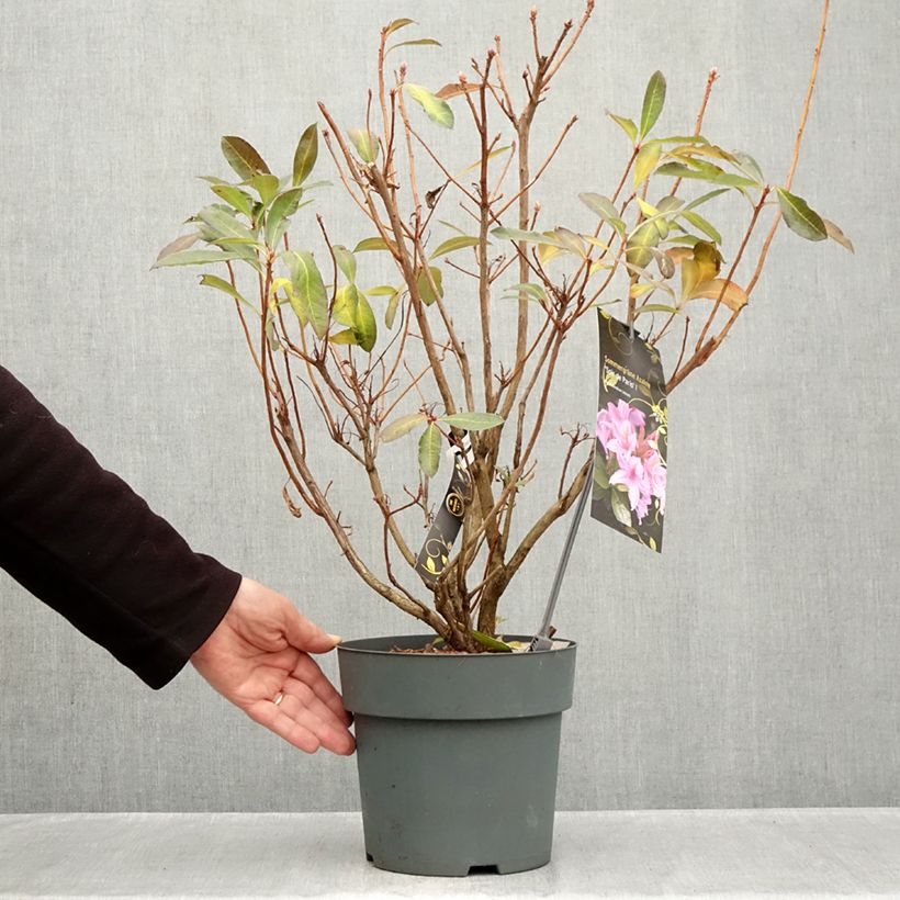 Rhododendron Soir de Paris 4L/5L pot sample as delivered in autumn