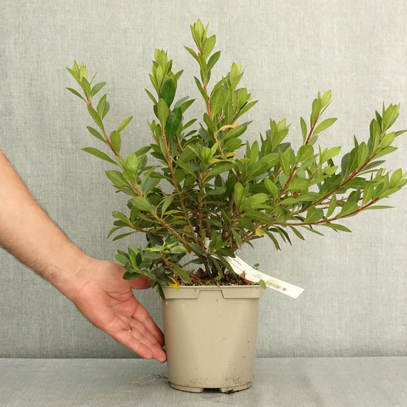 Rhododendron Beethoven 3L/4L pot sample as delivered in summer