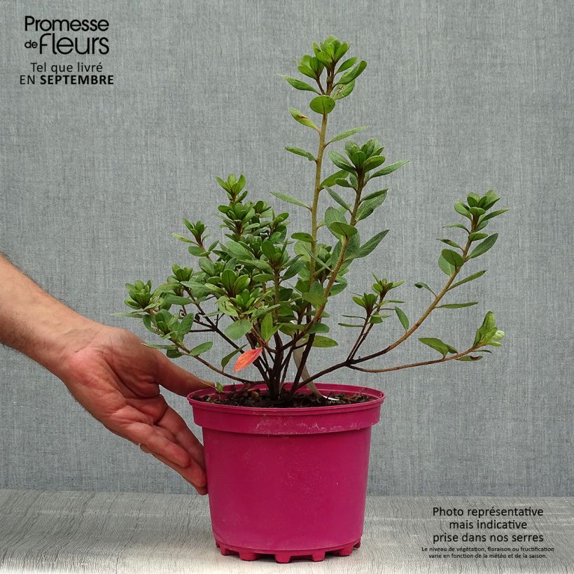 Azalea japonica Christina 2L/3L pot sample as delivered in autumn