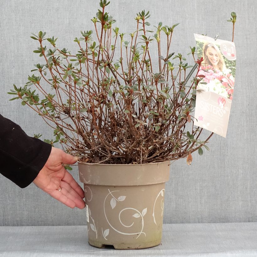 Rhododendron obtusum Fairy Dreams Three Sisters 6L/7L pot sample as delivered in winter