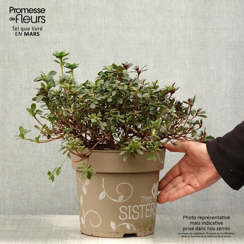 Rhododendron obtusum Fairy Dreams Three Sisters 6L/7L pot sample as delivered in spring