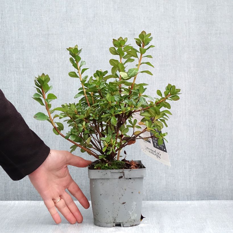 Rhododendron molle Flash Dance Pink - Japanese azalea 2L/3L pot sample as delivered in autumn