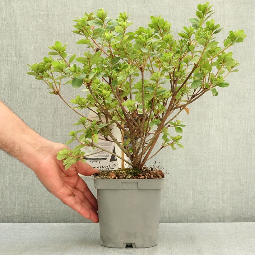 Rhododendron molle Flash Dance Pink - Japanese azalea 2L/3L pot sample as delivered in summer