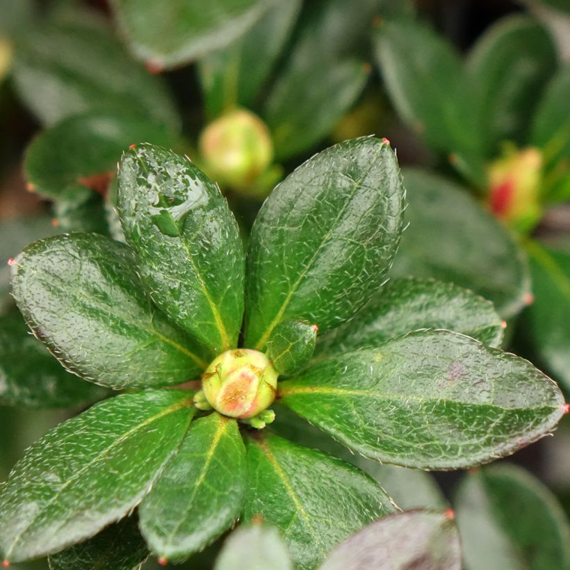 Azalea japonica Flash Dance® Salmon - Japanese azalea (Foliage)