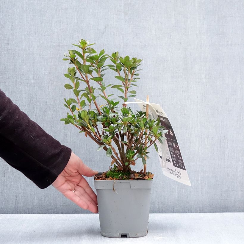 Azalea japonica Flash Dance® Salmon - Japanese azalea 2L/3L pot sample as delivered in winter