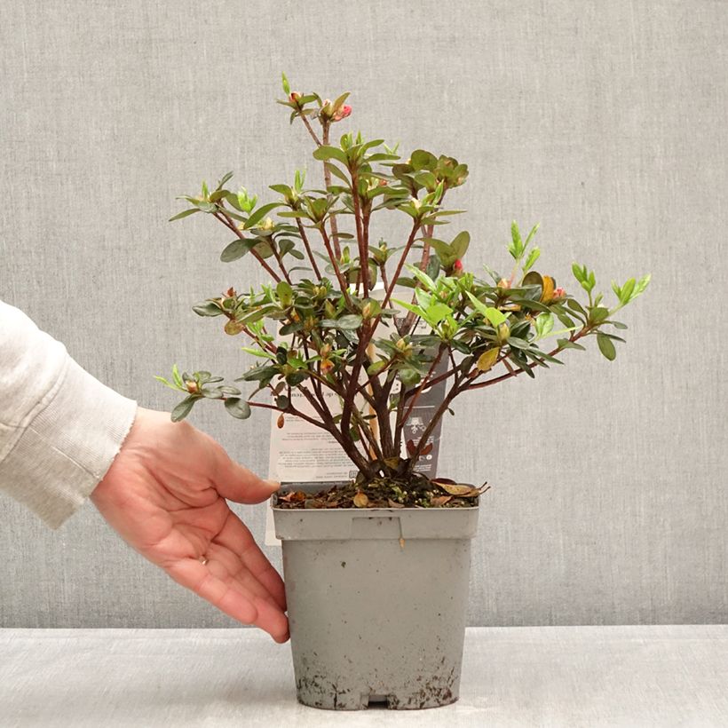 Azalea japonica Flash Dance® Salmon - Japanese azalea 2L/3L pot sample as delivered in spring