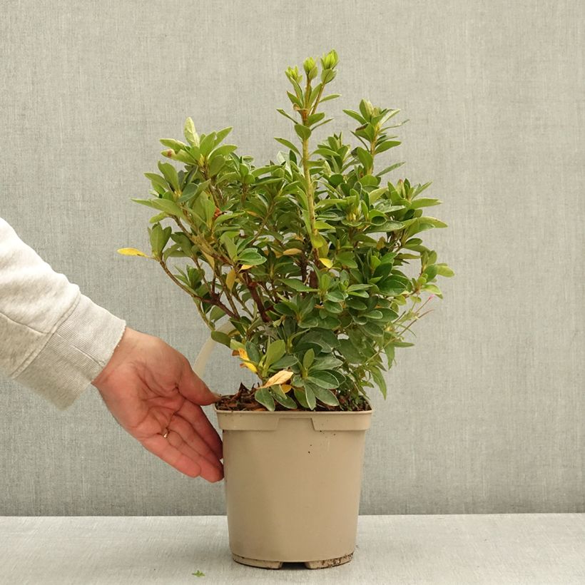 Japanese Azalea Greenway 3L/4L pot sample as delivered in autumn