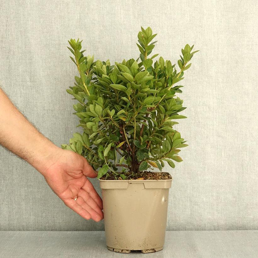 Japanese Azalea Greenway 3L/4L pot sample as delivered in summer