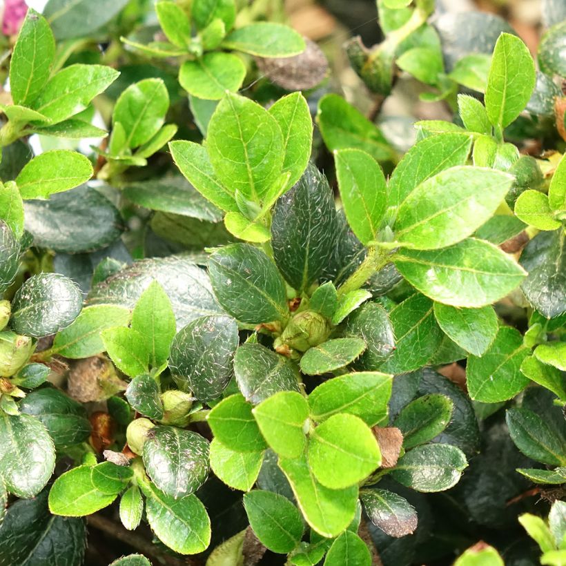 Rhododendron Haru-no-sono (Foliage)
