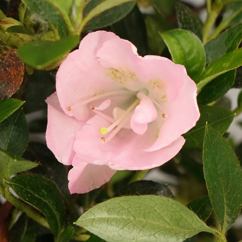 Rhododendron Haru-no-sono (Flowering)