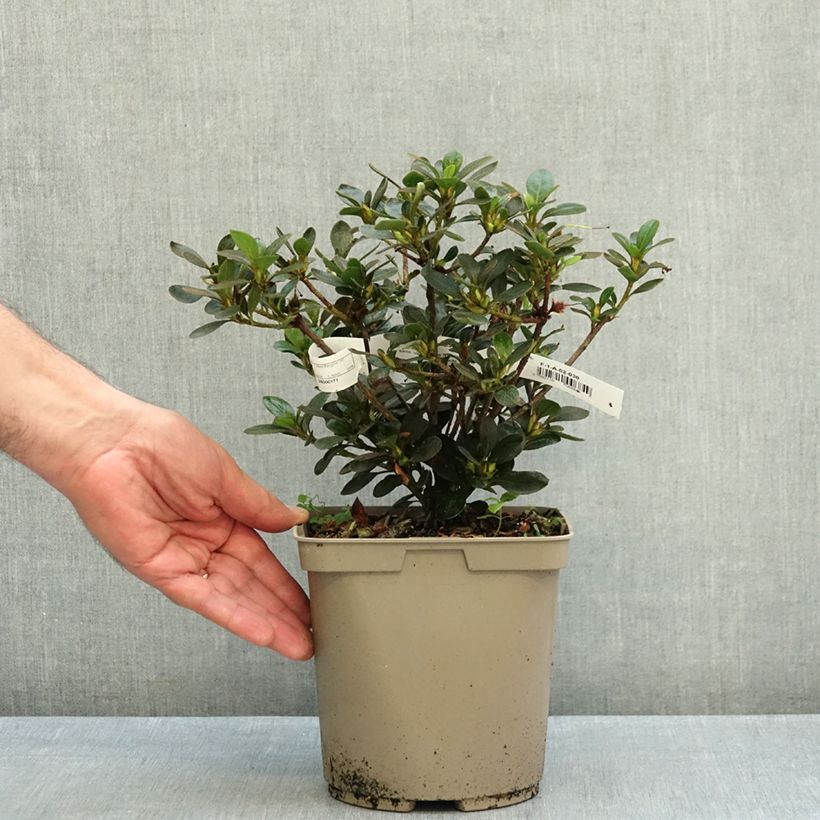 Rhododendron Haru-no-sono 3L/4L pot sample as delivered in autumn