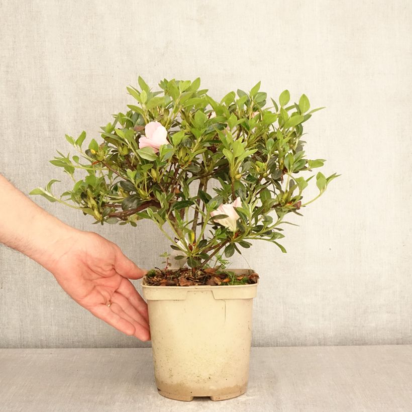 Rhododendron Haru-no-sono 3L/4L pot sample as delivered in spring