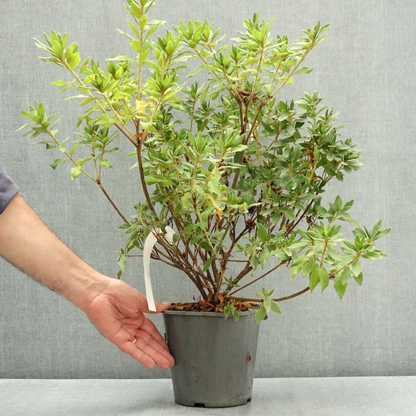 Rhododendron macrosepalum Koromo- shikibu White 3L/4L pot sample as delivered in summer