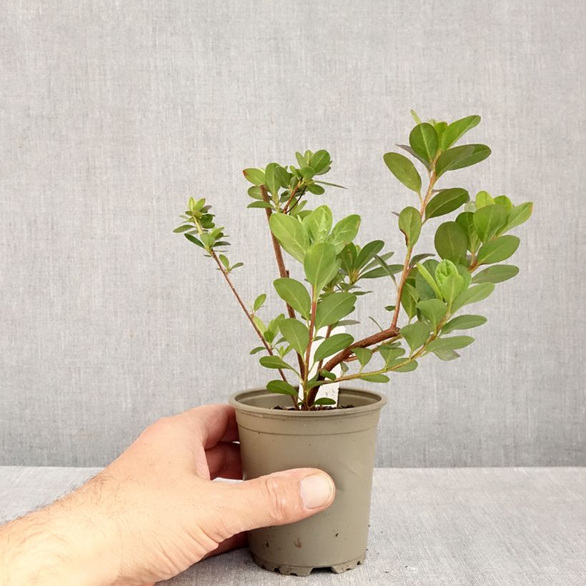 Azalea japonica Mothers Day 8/9 cm pot sample as delivered in autumn