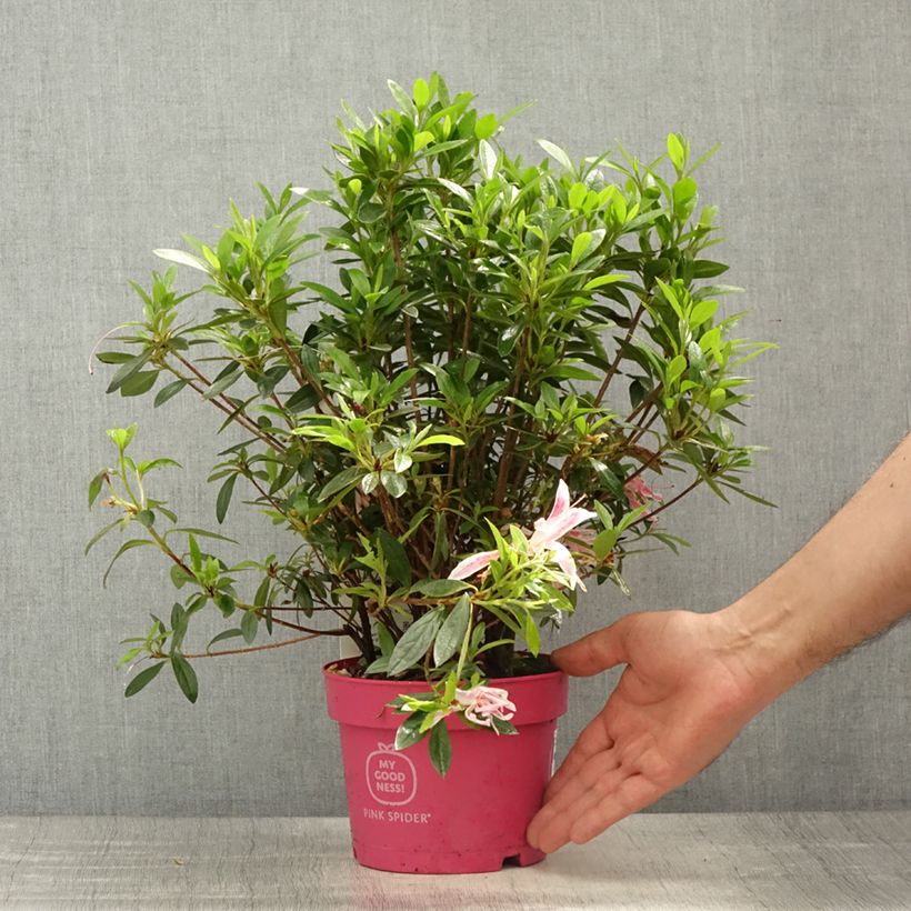 Rhododendron Pink Spider - Japanese Azalea 2L/3L pot sample as delivered in spring