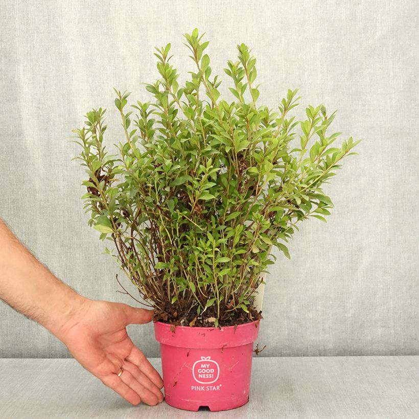 Rhododendron molle subsp. japonicum Pink Star - Japanese azalea 2L/3L pot sample as delivered in summer
