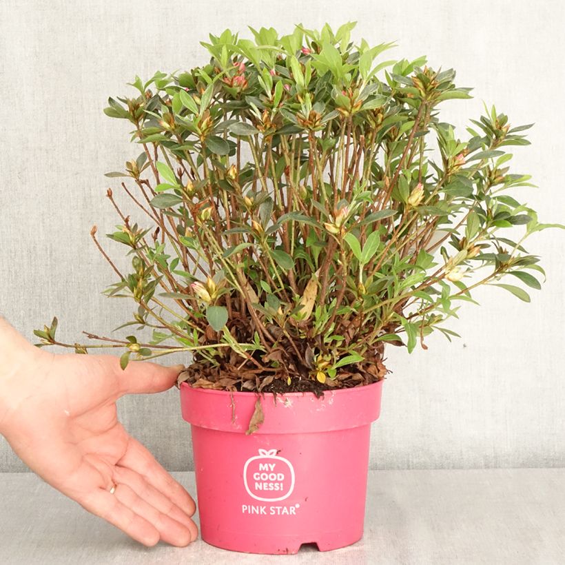Rhododendron molle subsp. japonicum Pink Star - Japanese azalea 2L/3L pot sample as delivered in spring