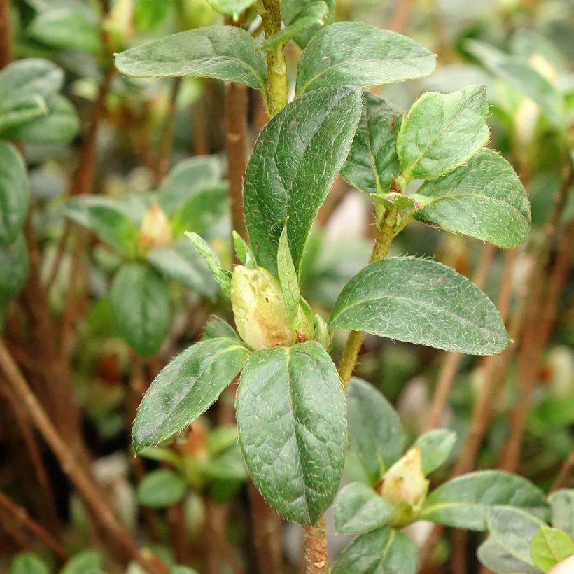 Japanese azalea Rêve de Lilas (Foliage)