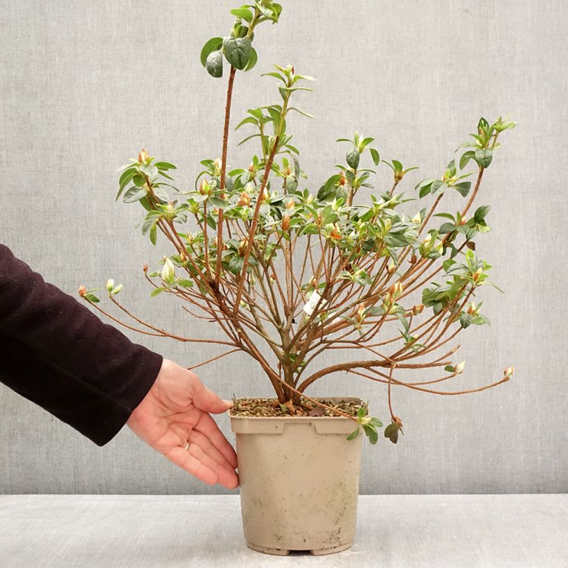 Japanese azalea Rêve de Lilas 3L/4L pot sample as delivered in spring
