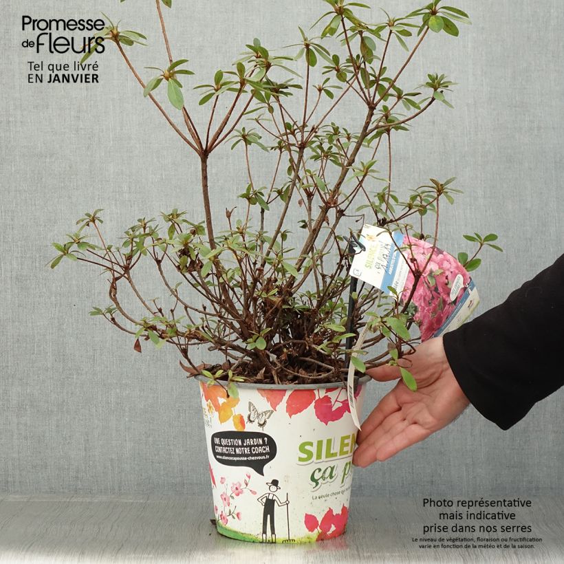 Azalea japonica Vuyks Rosyred 4L/5L pot sample as delivered in winter