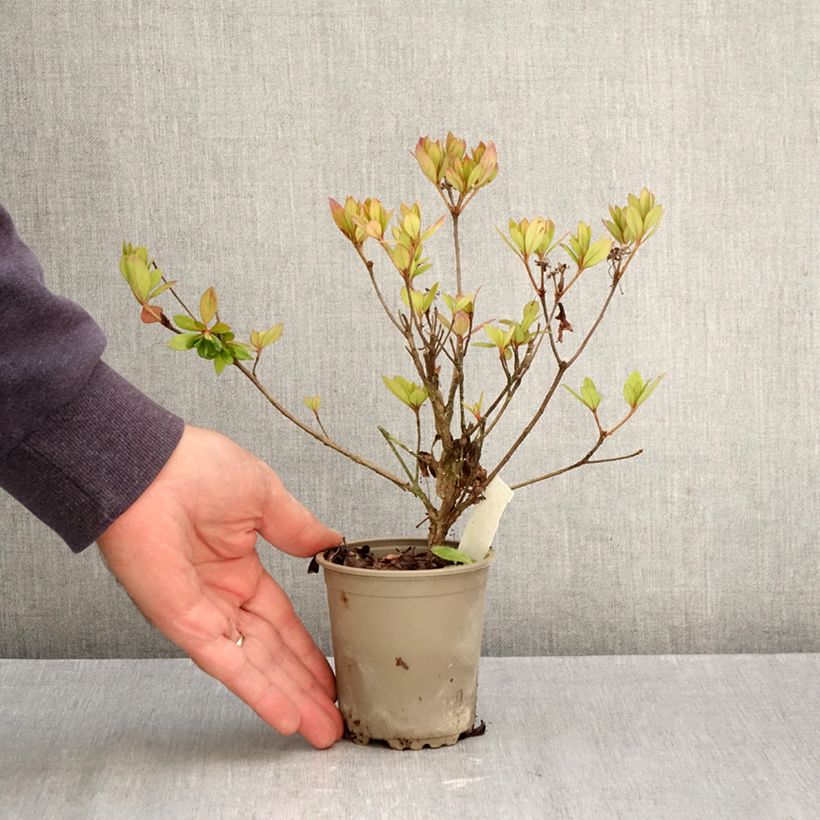 Azalea japonica Vuyks Rosyred 8/9 cm pot sample as delivered in autumn