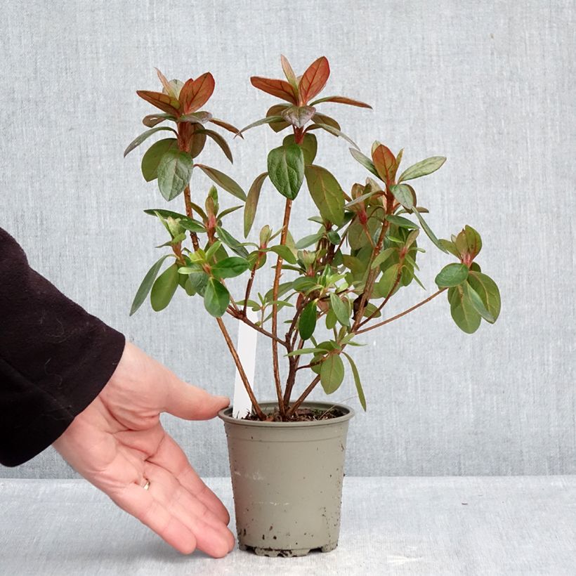 Azalea japonica Vuyks Rosyred 8/9 cm pot sample as delivered in winter