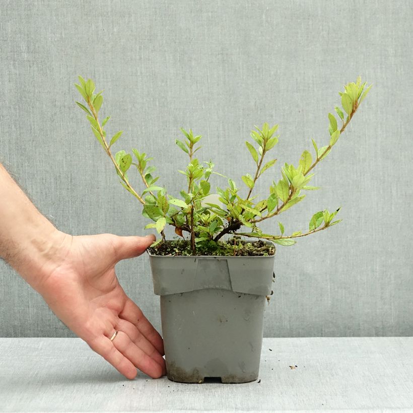 Azalea japonica ENCORE Carnival Conlet 1L/1.5L pot sample as delivered in autumn