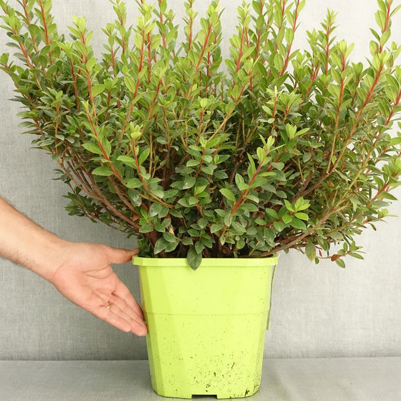 Azalea japonica ENCORE Empress Conles 7.5L/10L pot sample as delivered in summer