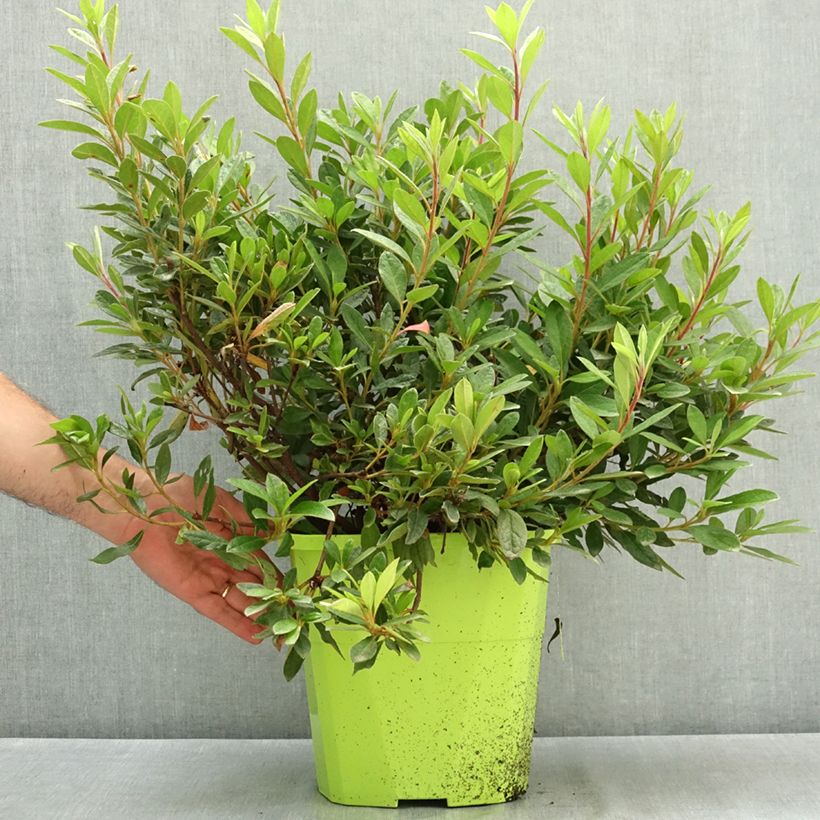 Azalea japonica ENCORE Sundance Roblef 7.5L/10L pot sample as delivered in summer