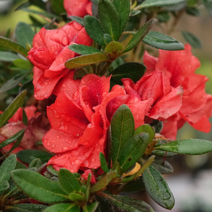 Azalea japonica Repetita Coral - Perpetual japanese azalea (Flowering)