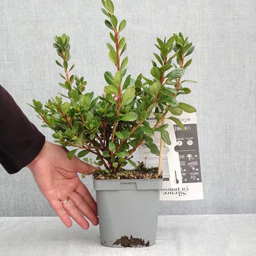 Azalea japonica Repetita Pink - Perpetual japanese azalea 2L/3L pot sample as delivered in autumn