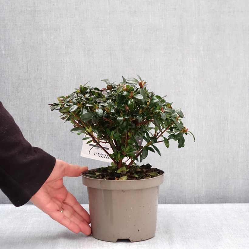 Azalea japonica Repetita Pink - Perpetual japanese azalea 2L/3L pot sample as delivered in winter