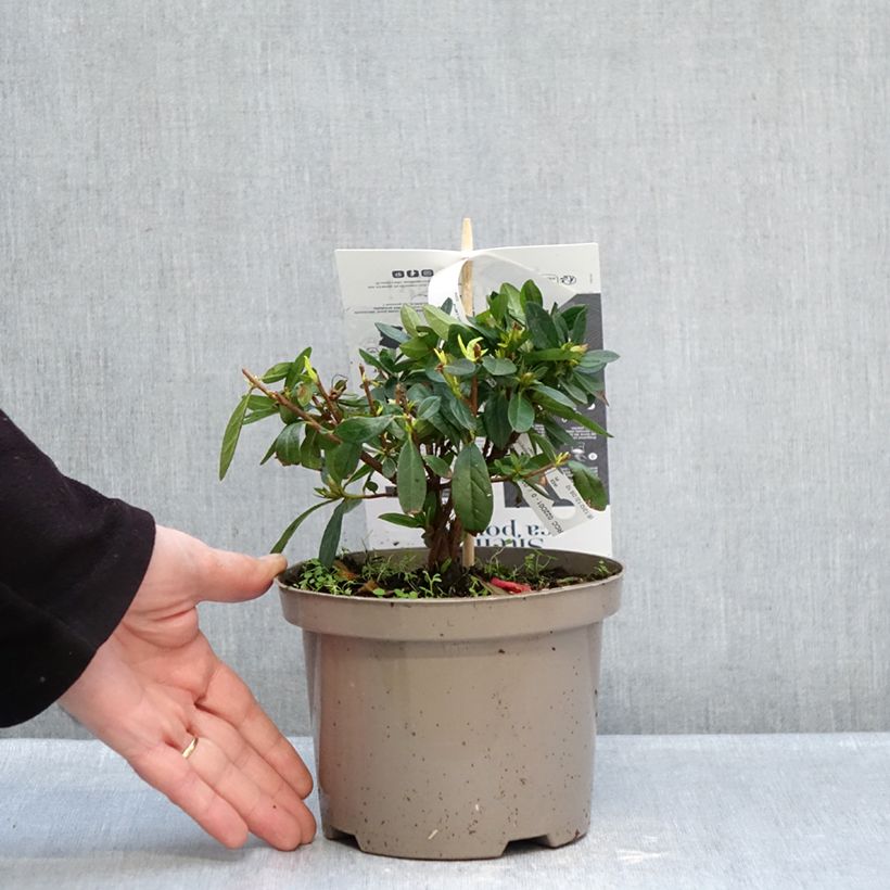 Azalea japonica Repetita Red - Perpetual japanese azalea 2L/3L pot sample as delivered in winter