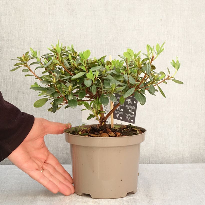 Azalea japonica Repetita White - Perpetual japanese azalea 2L/3L pot sample as delivered in spring