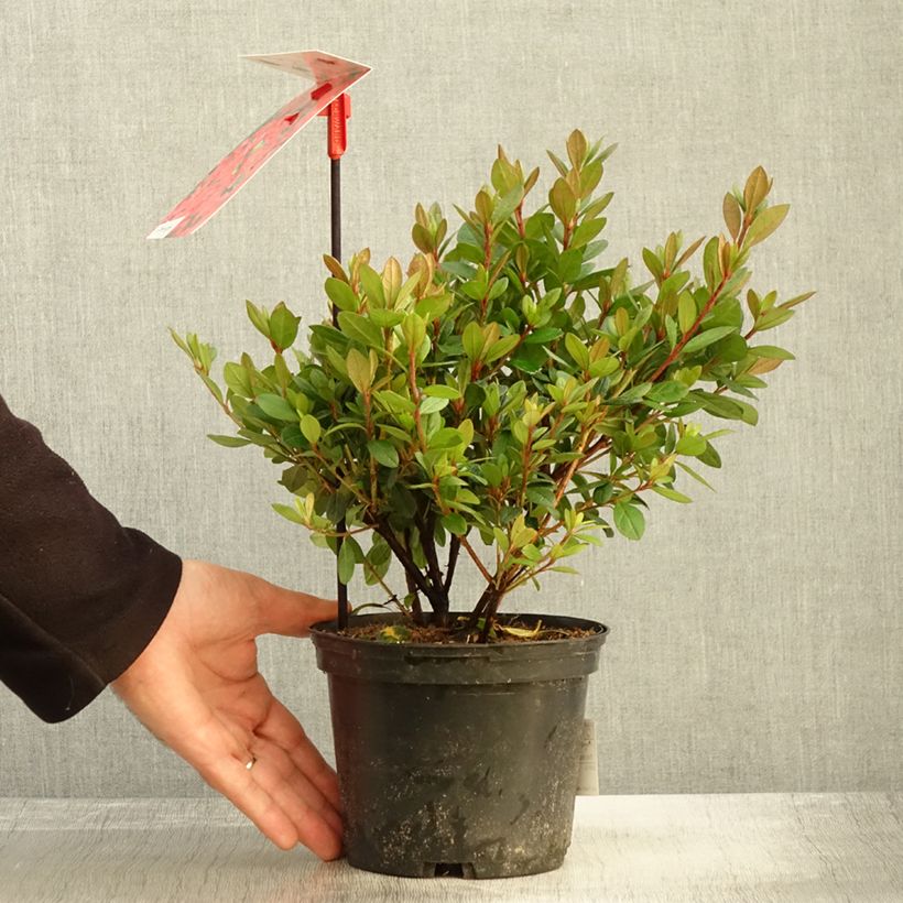 Azalea japonica Arabesk 1.5L/2L pot sample as delivered in autumn