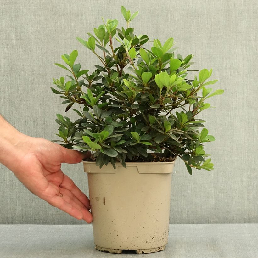 Azalea japonica Arabesk 3L/4L pot sample as delivered in summer