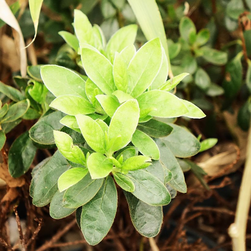 Azalea japonica Orange Beauty (Foliage)