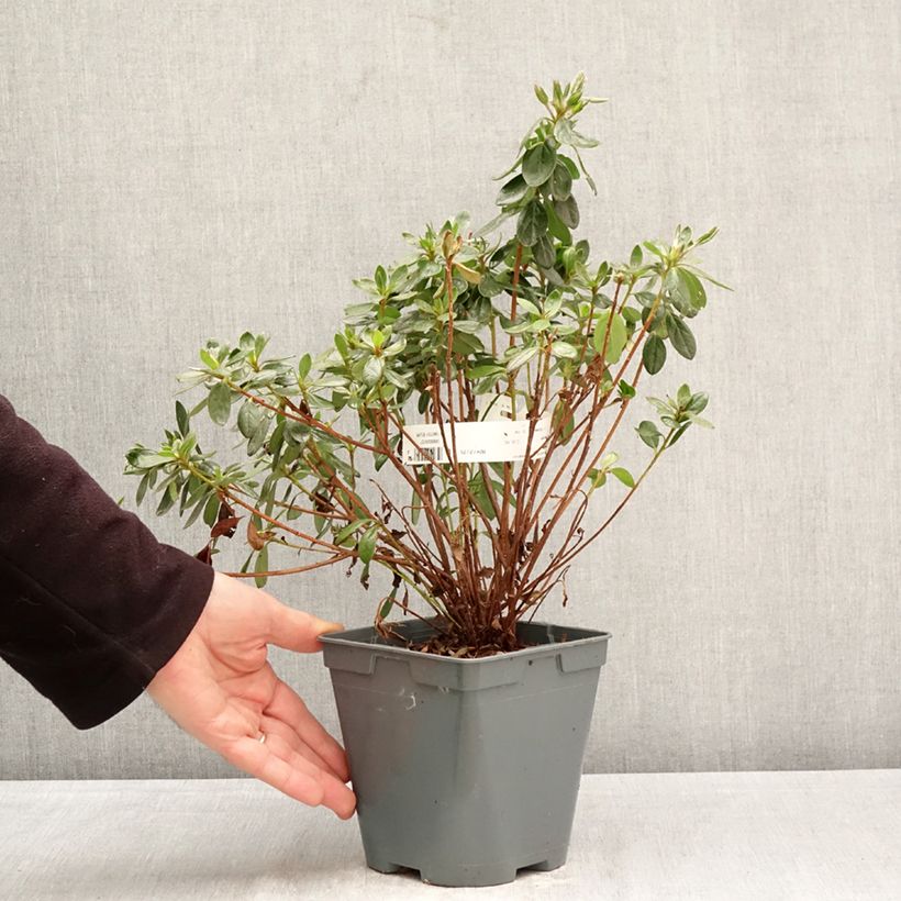 Azalea japonica Orange Beauty 2L/3L pot sample as delivered in spring