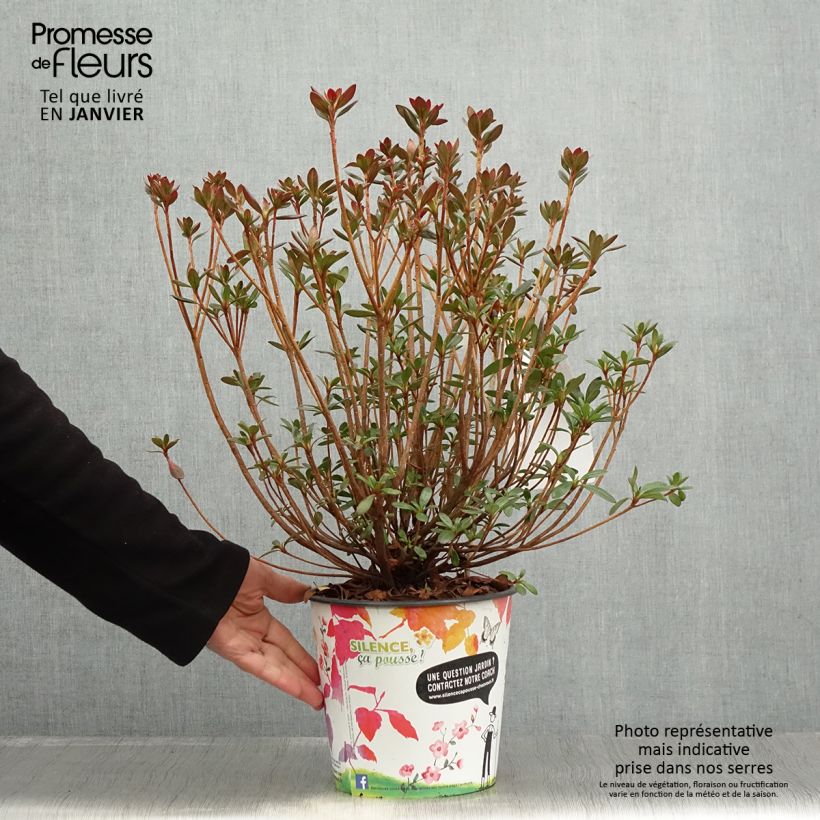 Azalea japonica Orange Beauty 2L/3L pot sample as delivered in winter