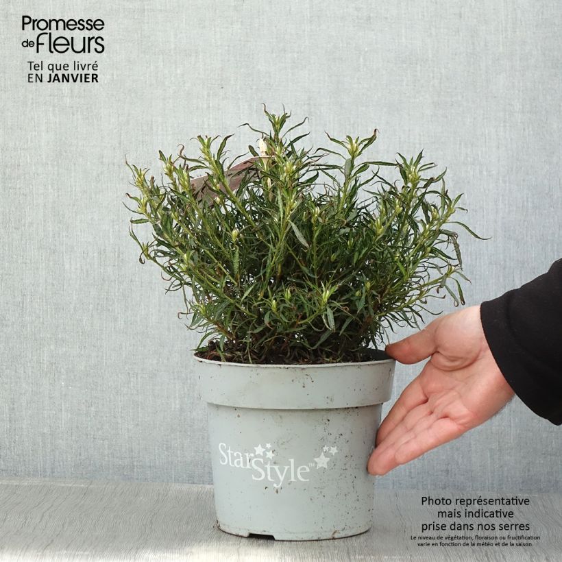 Azalea japonica Star Style Pink AJ10SSRZ 3L/4L pot sample as delivered in winter