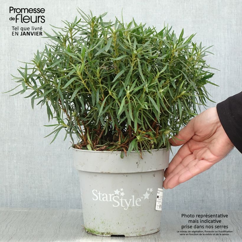 Azalea japonica Star Style White 3L/4L pot sample as delivered in winter