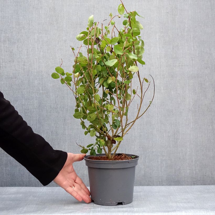 Azara serrata 2L/3L pot sample as delivered in winter