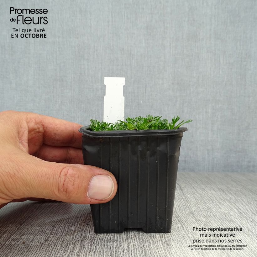 Azorella trifurcata Nana 8/9 cm pot sample as delivered in autumn