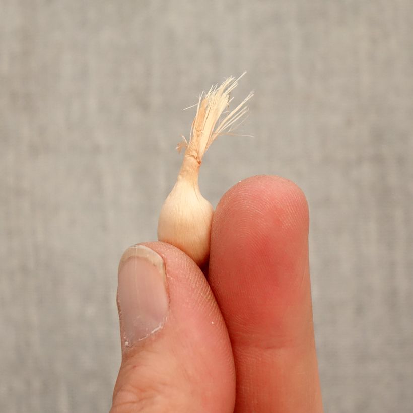 Babiana stricta Zwanenburg Glory - Blue Baboon Flower Bulb size 4+ sample as delivered in spring