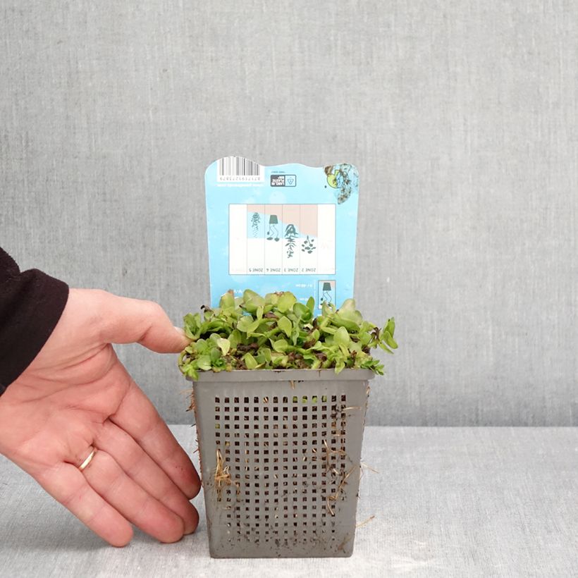 Bacopa caroliniana 1L/1.5L pot sample as delivered in spring