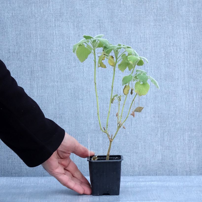 Ballota hirsuta  8/9 cm pot sample as delivered in winter