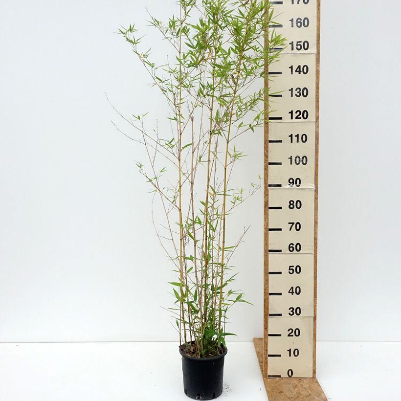 Phyllostachys aurea Koi - Fishpole Bamboo 4L/5L pot sample as delivered in summer