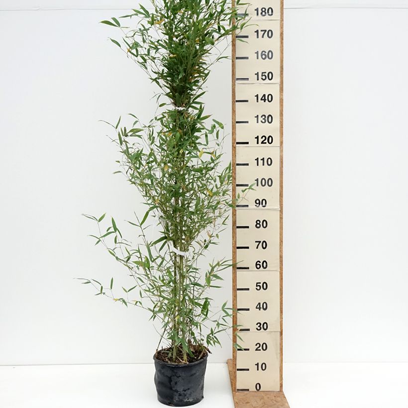 Golden Bamboo - Phyllostachys aurea 7.5L/10L pot sample as delivered in autumn